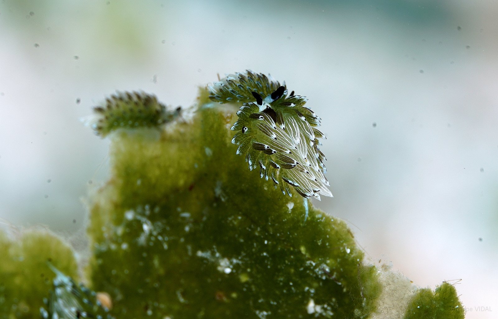 Banda Sea 2018 - DSC06517_rc - - rabbit sapsucking slug - Costasiella usagi.jpg